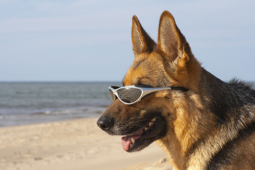 German sheepdog with solar glasses on the beach