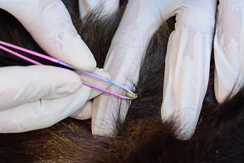 human hands use silver pliers to remove dog adult tick from the