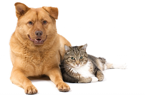 dog and cat laying together