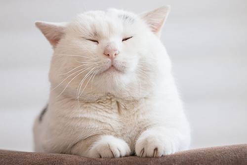 fat white cat