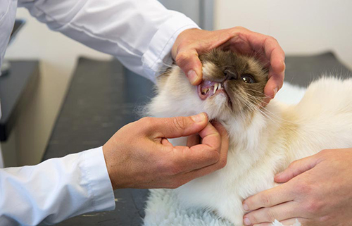 vet checking cats teeth