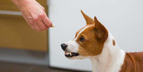 Small dog bearing teeth