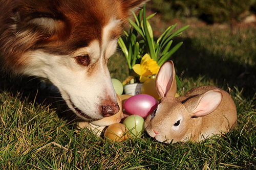 dog smelling eggs and rabbit for easter