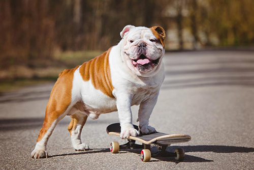 bulldog riding skateboard