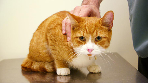 Orange and white cat getting pet