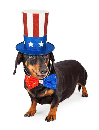 daschund dressed up for fourth of july