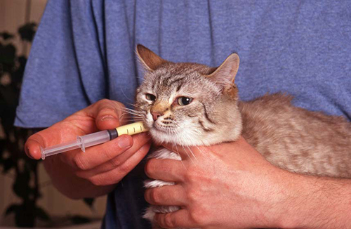 man feeding cat medication from vial