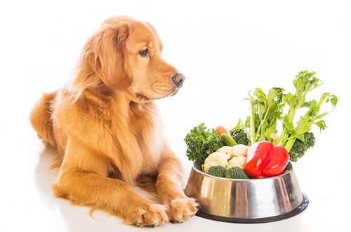 golden retriever with dog bowl of vegetables