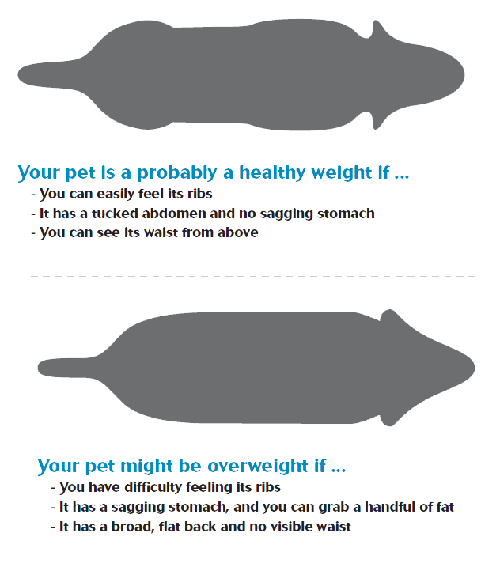 pet weight diagram