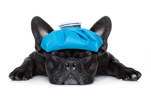 black french bulldog with ice pack on head