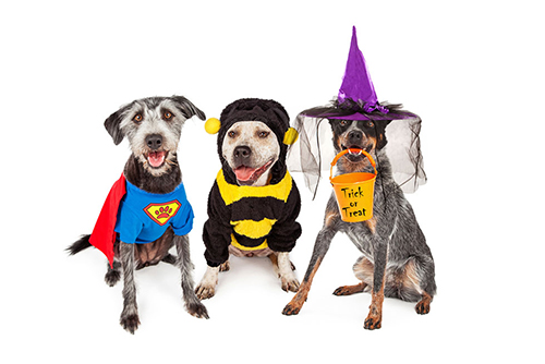 dogs dressed up in costumes for halloween