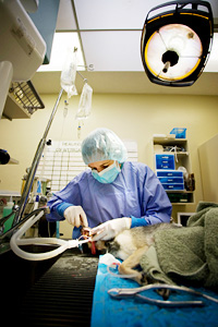 pet-surgery