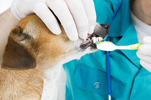 vet brushing dogs teeth