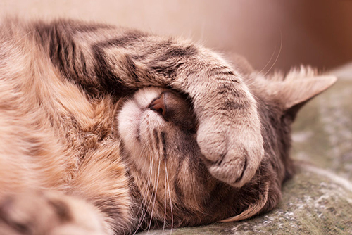 brown sleeping cat