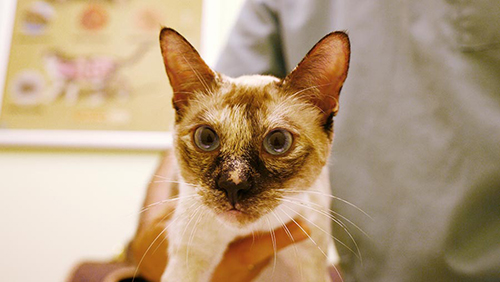 senior siamese cat