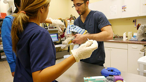 small dog receiving vaccination at vet clinic