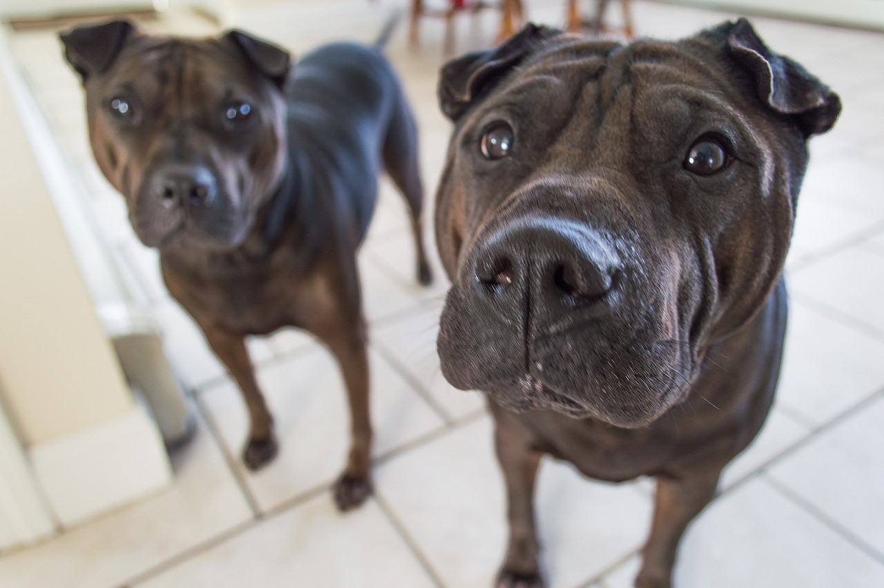 sharpei dogs