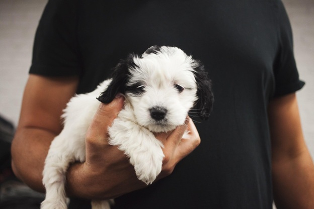 man holding puppy in hand