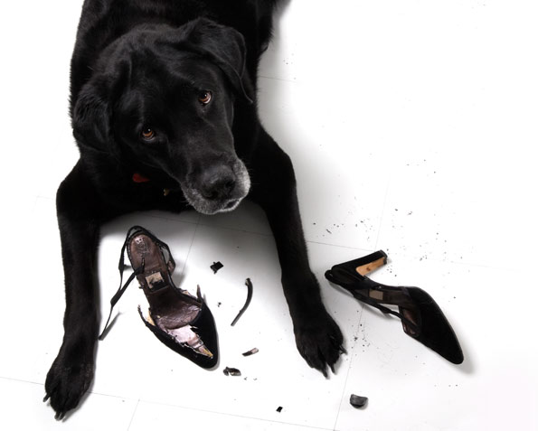 labrador retriever chewing high heel shoes