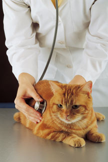 female veterinarian checking heart rate of orange cat