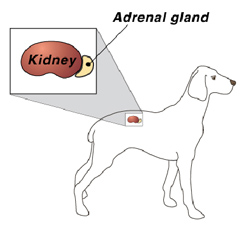 adrenal gland in dog