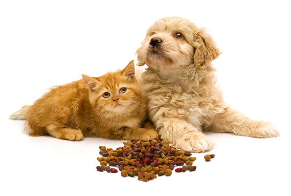 orange kitten and beige puppy with kibble