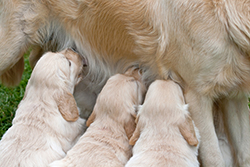 golden retriever puppies nursing