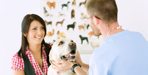 veterinarian and woman with labrador retriever