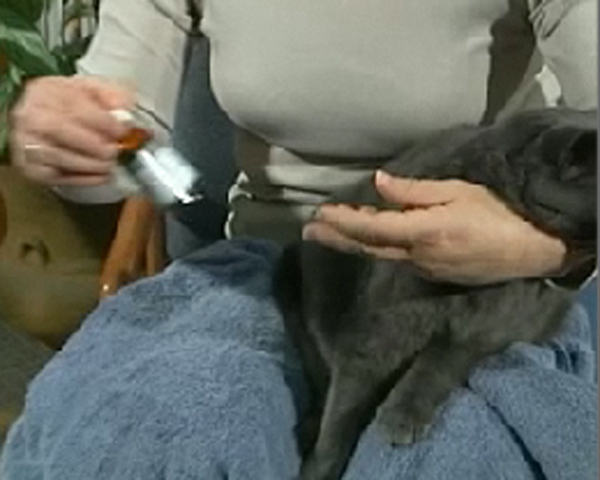 woman holding medication and grey cat