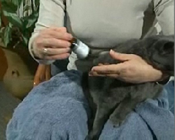 woman holding medication and grey cat