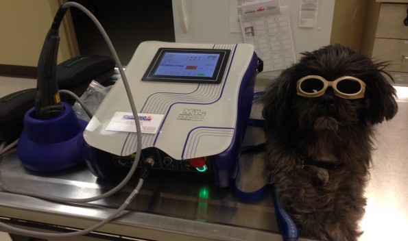 White Oak Veterinary Hospital MLS Laser Treatment Therapy