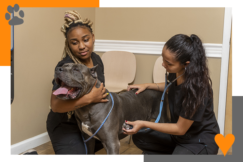 Vet techs working with a dog