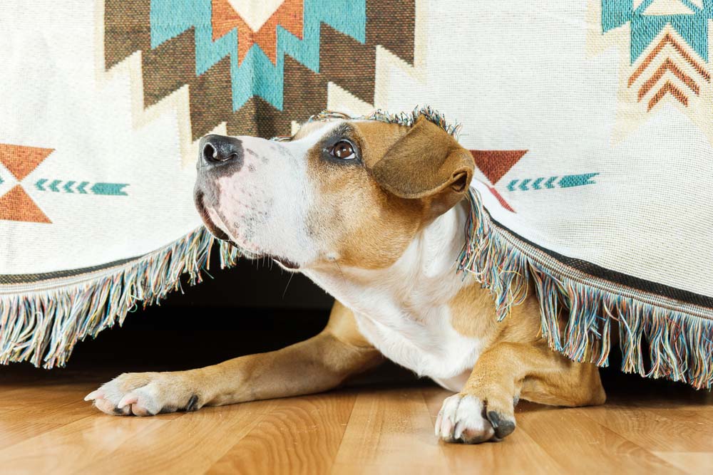 A dog hides under the sofa and looks up frightened.