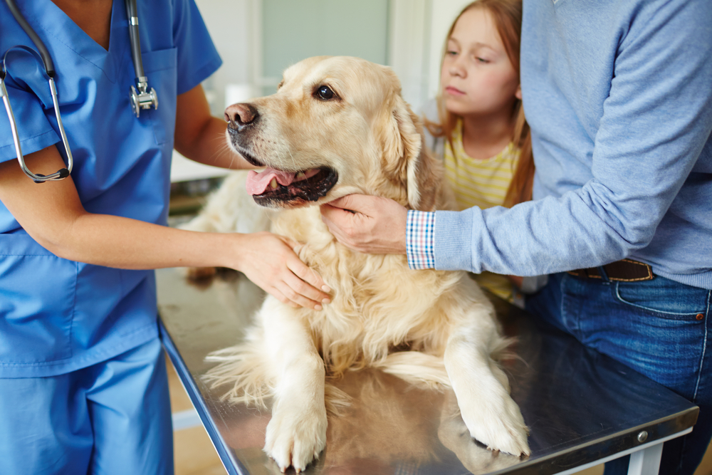 Dog with chocolate, garlic, and other toxic foods