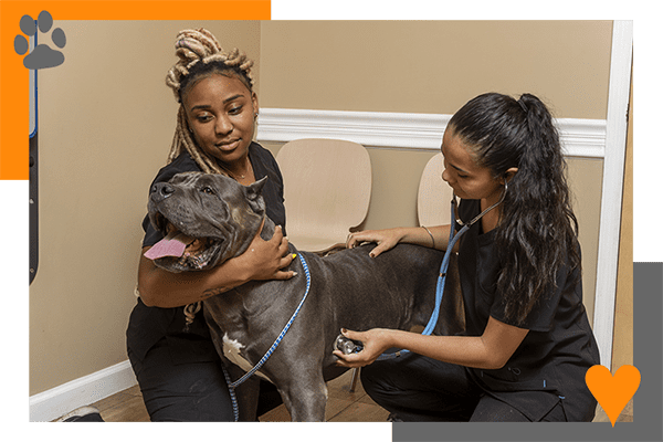 Vet techs working with a dog