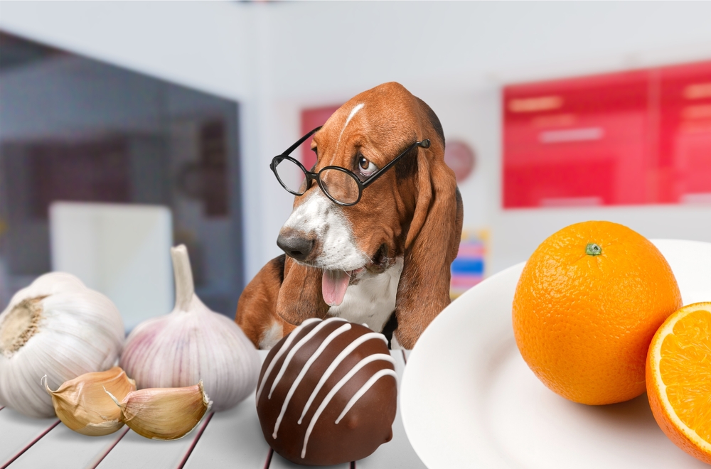 Dog with chocolate, garlic, and other toxic foods