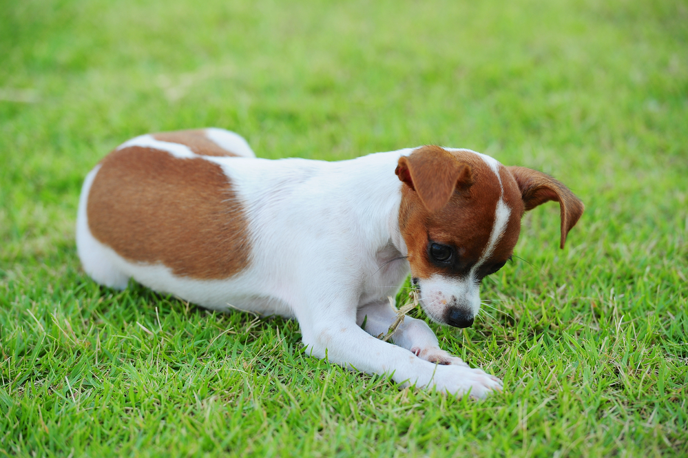 dog eating grass