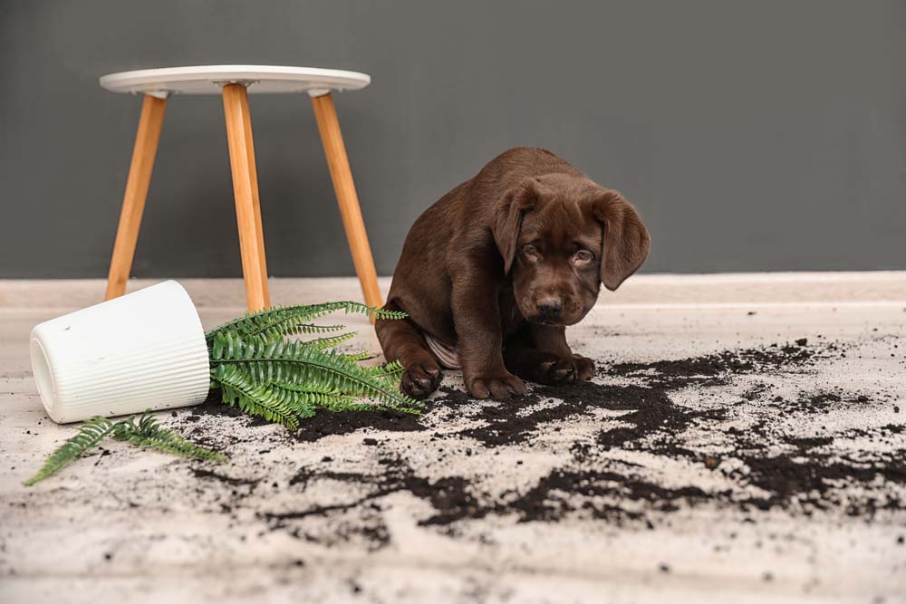 a french bulldog pooping