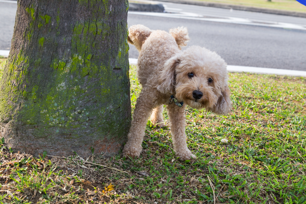 Dog peeing on a tree trunk