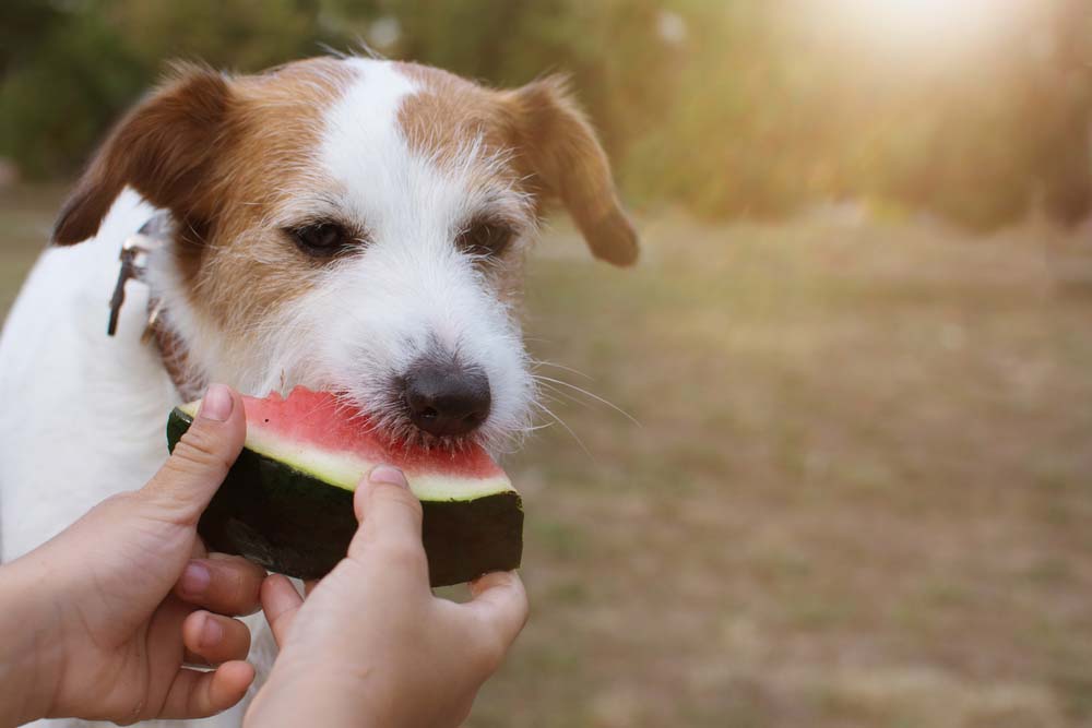 dog being fed watermelon