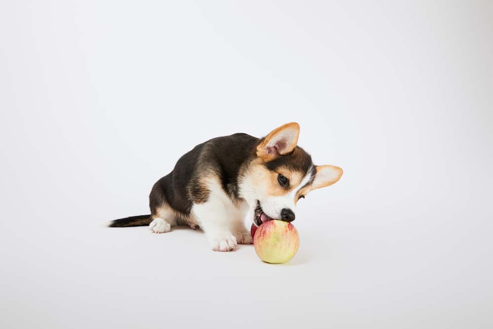 puppy eating an apple