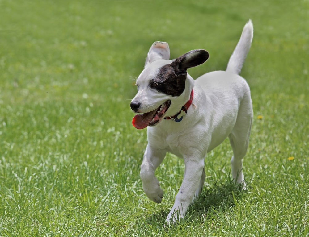 Dog running in grass