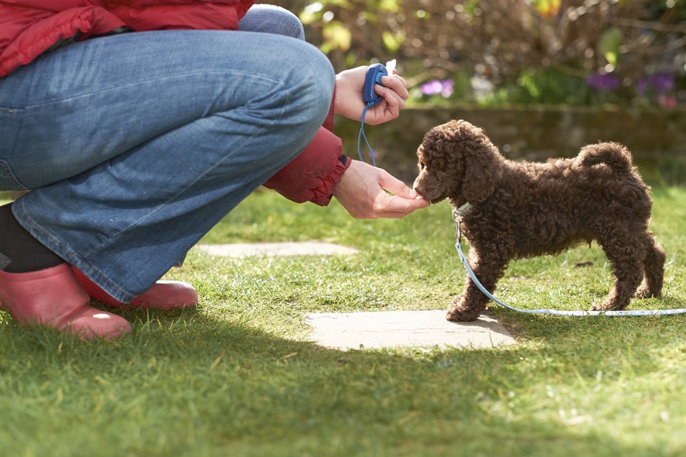 puppy being offered a treat by owner