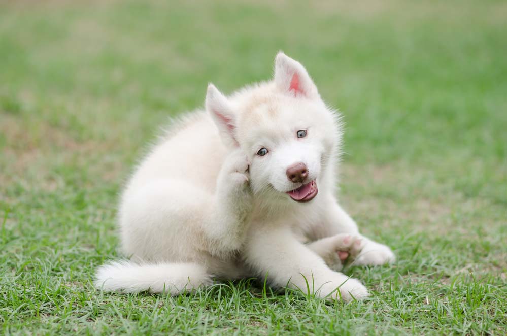 a Siberian husky scratching itself due to fleas