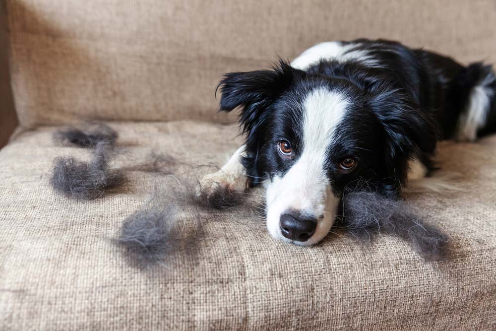 a dog lying on a couch next to 