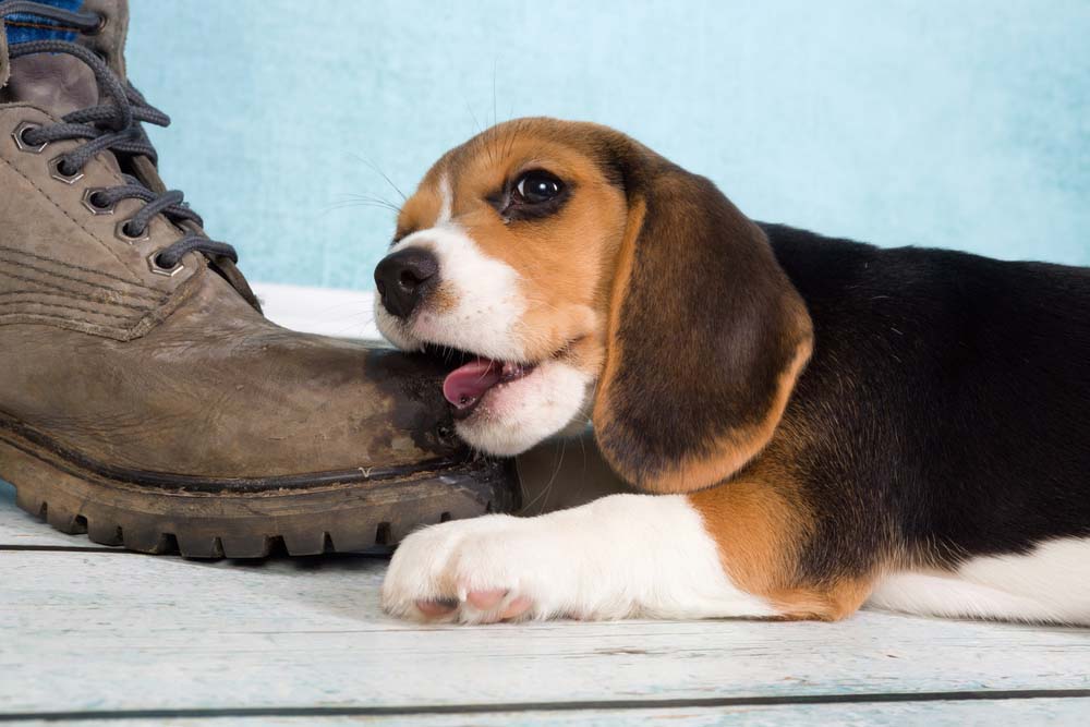 a puppy chewing on a shoe