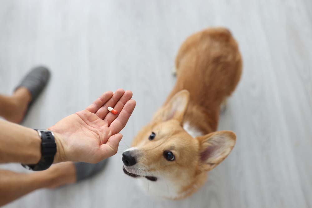 a woman feeding a dog medication