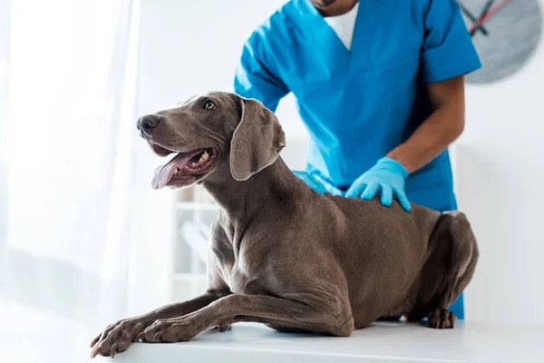 An African American male veterinarian examining a dark gray large dog