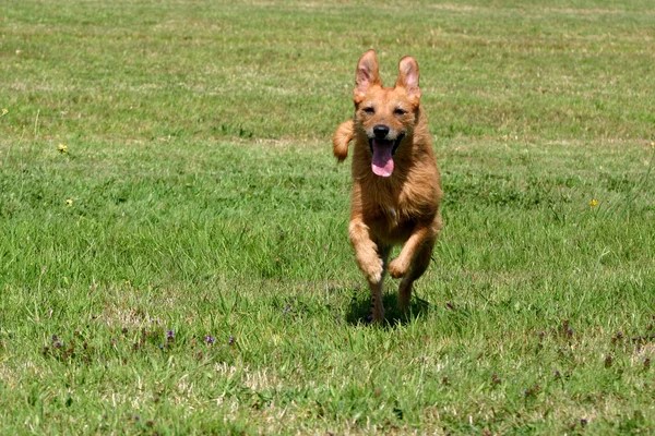 Light brown dog running across a field