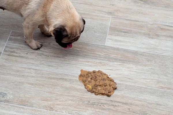 Pug dog on floor looking at pile of vomit